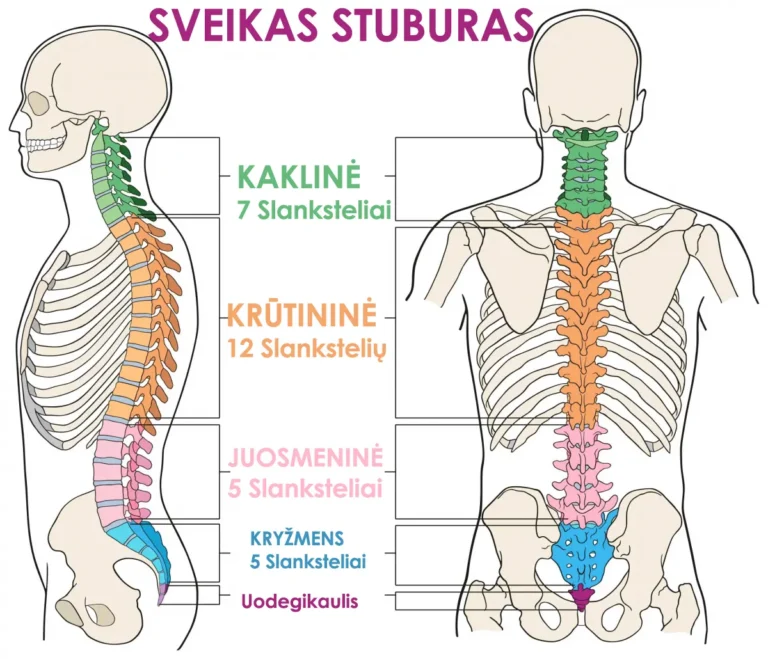 Sveikas Stuburas - Slanksteliai Judesio Taškas